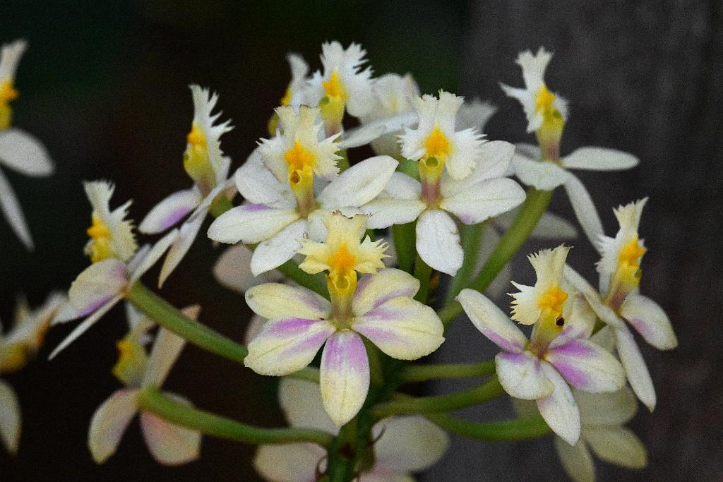 2025-02226054 Tower Hill Botanic Garden, MA.JPG - Orchid (Epidendrum 'Wedding Valley - Kalapana'). New England Botanic Garden at Tower Hill, MA, 2-22-2025